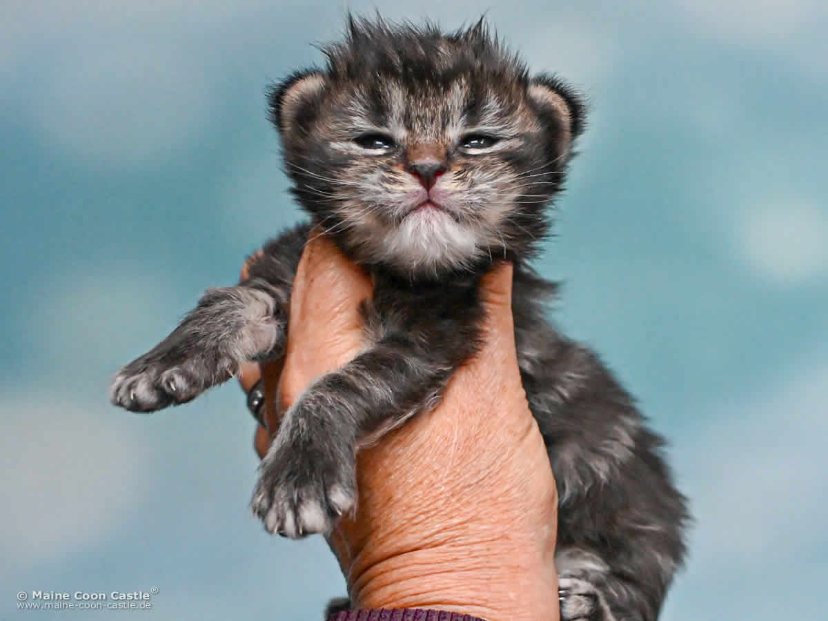 Maine Coon Kitten J4 Joy 2 Wochen alt Maine Coon Kitten J4 Joy 2 Wochen alt