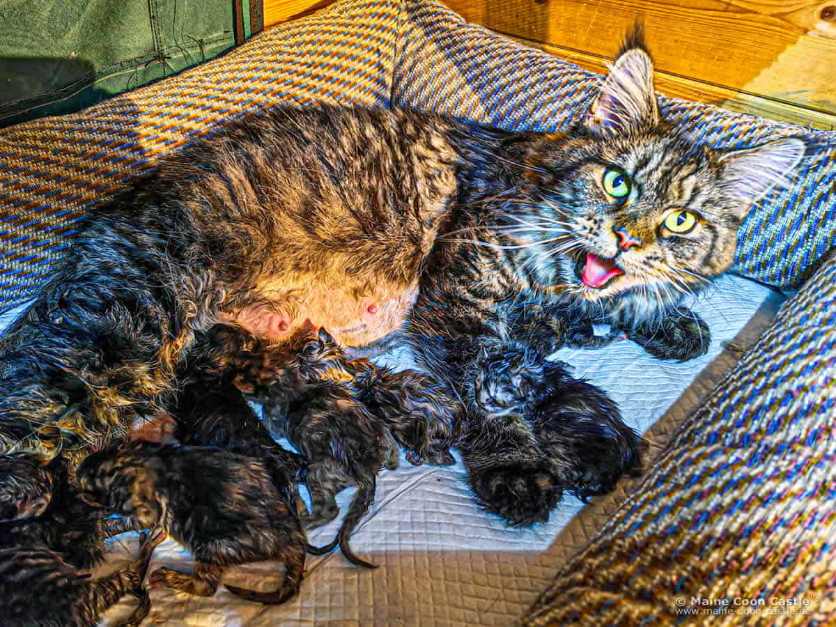 Maine Coon Katze Lisa mit ihren Babys im Wurfbett Maine Coon Katze Lisa mit ihren Babys im Wurfbett