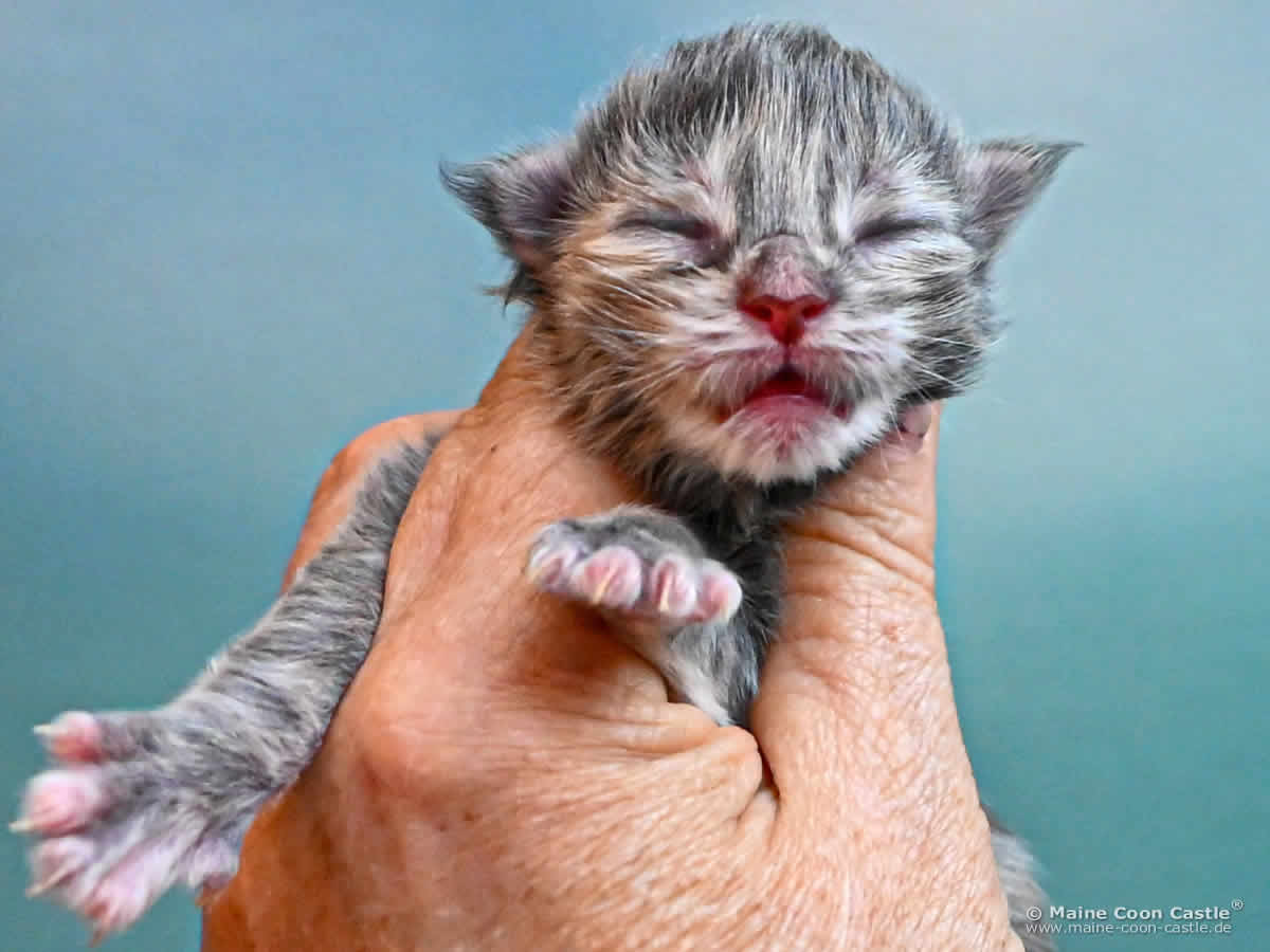 Maine Coon Kitten K4 Kaila 1 Tag alt Maine Coon Kitten K4 Kaila 1 Tag alt