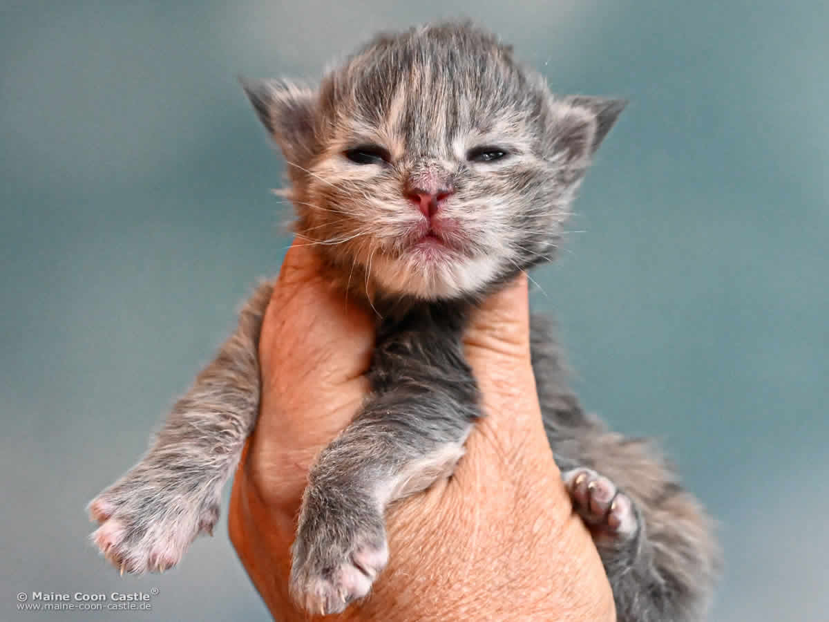 Maine Coon Kitten K4 Kaila 1 Woche alt Maine Coon Kitten K4 Kaila 1 Woche alt