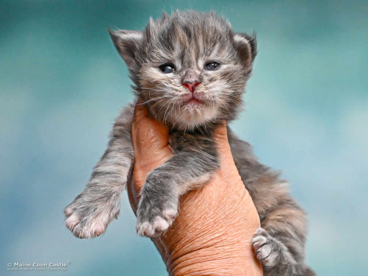 Maine Coon Kitten K4 Kaila 2 Wochen alt Maine Coon Kitten K4 Kaila 2 Wochen alt