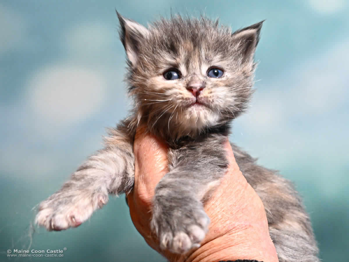 Maine Coon Kitten K4 Kaila 3 Wochen alt Maine Coon Kitten K4 Kaila 3 Wochen alt