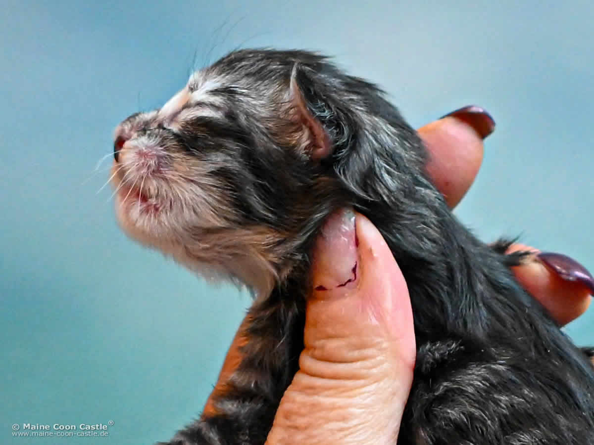 K4 Kane 1 Tag alt Maine Coon Kitten K4 Kane 1 Tag alt