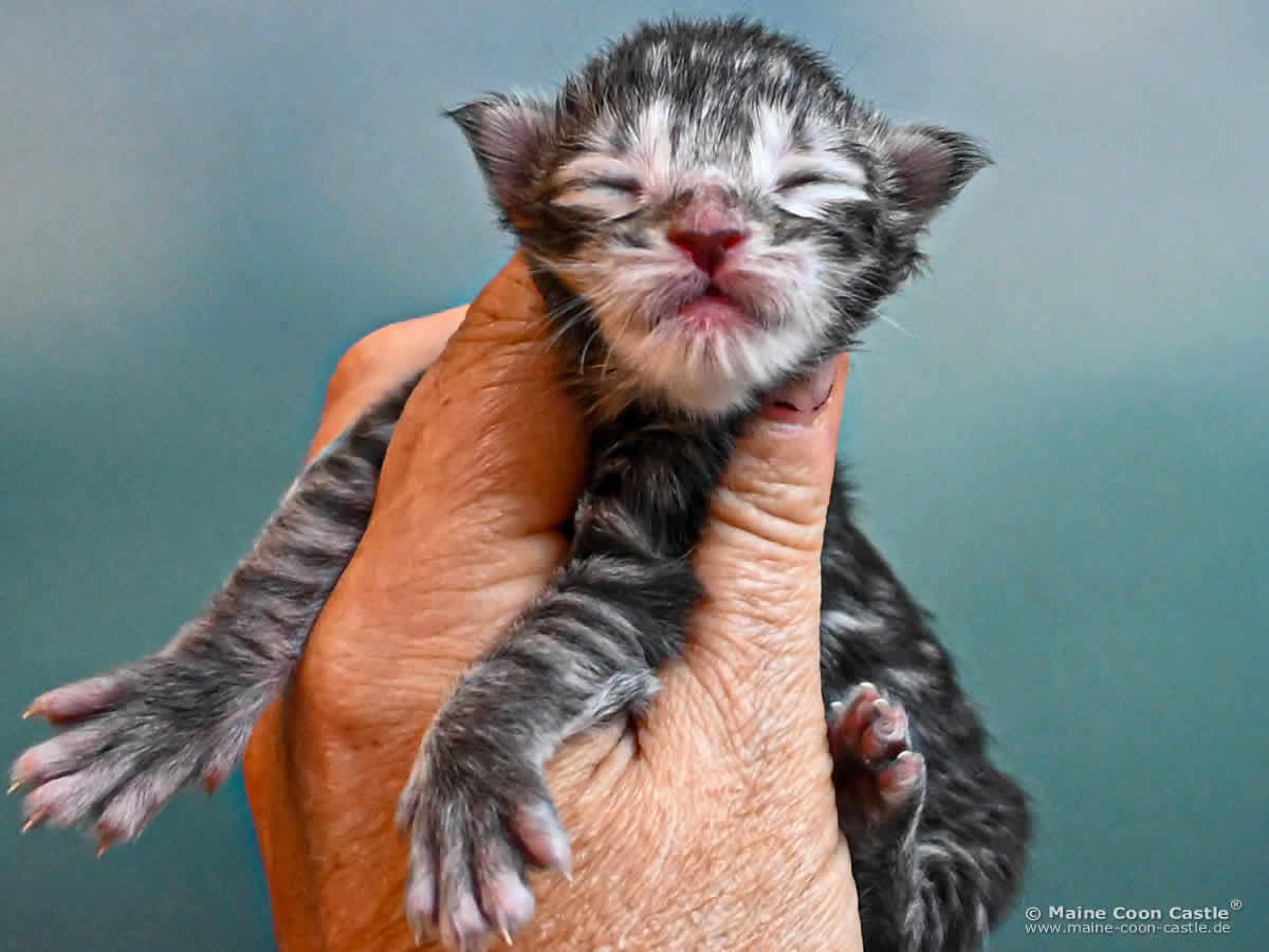 Maine Coon Kitten K4 Kane 1 Tag alt Maine Coon Kitten K4 Kane 1 Tag alt