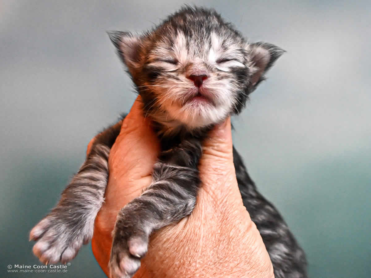 Maine Coon Kitten K4 Kane 1 Woche alt Maine Coon Kitten K4 Kane 1 Woche alt