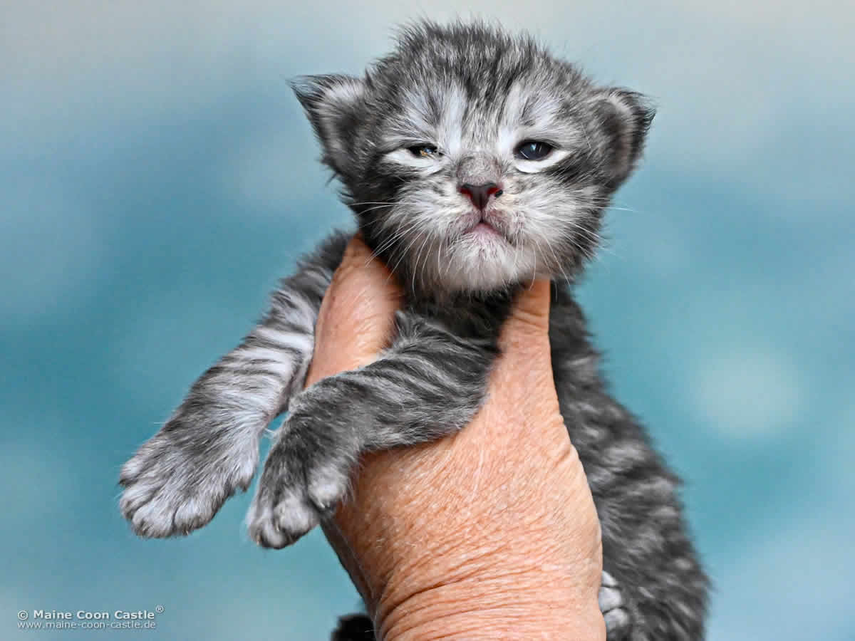 Maine Coon Kitten K4 Kane 2 Wochen alt Maine Coon Kitten K4 Kane 2 Wochen alt