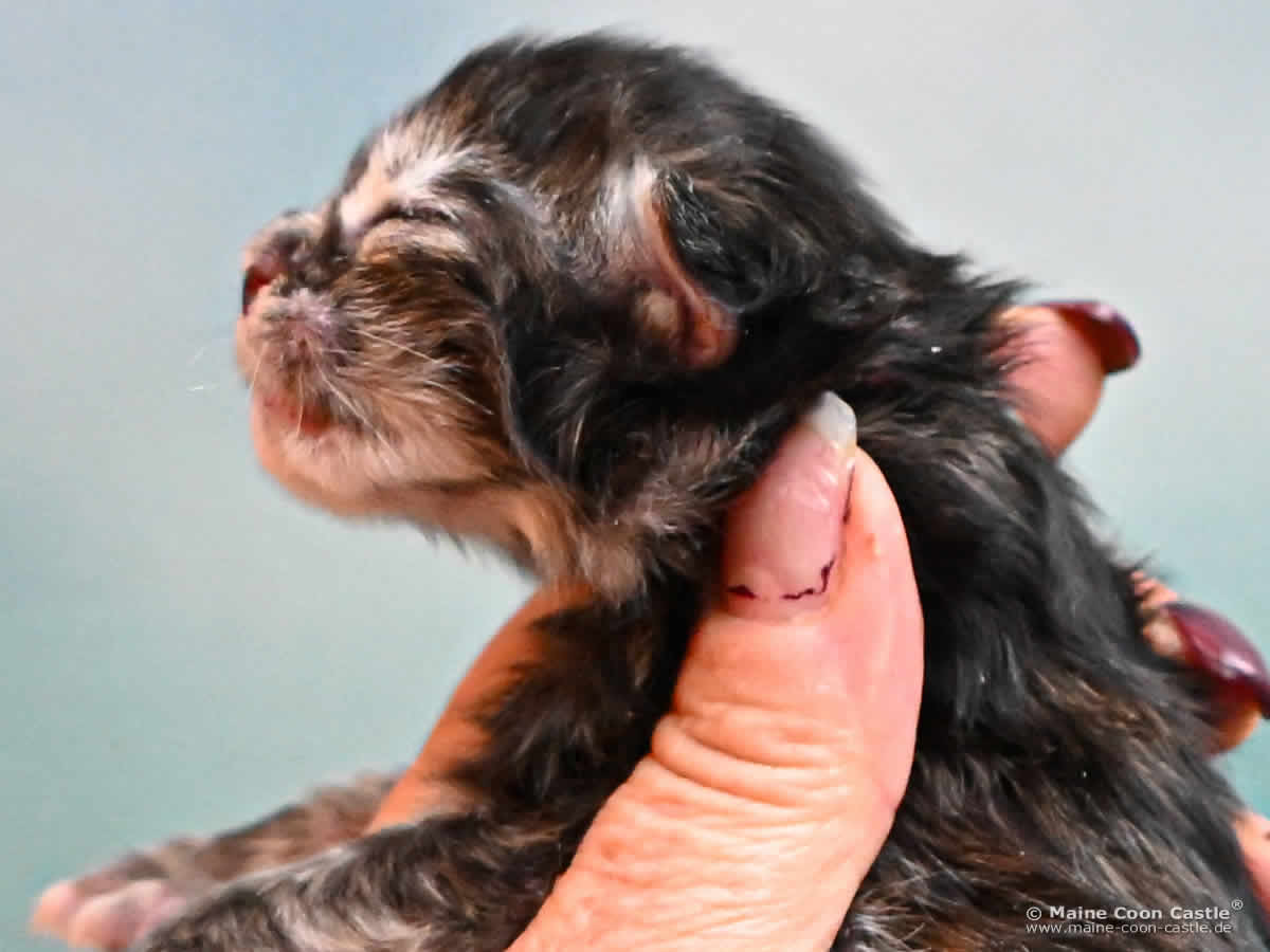 K4 Kara 1 Tag alt Maine Coon Kitten K4 Kara 1 Tag alt