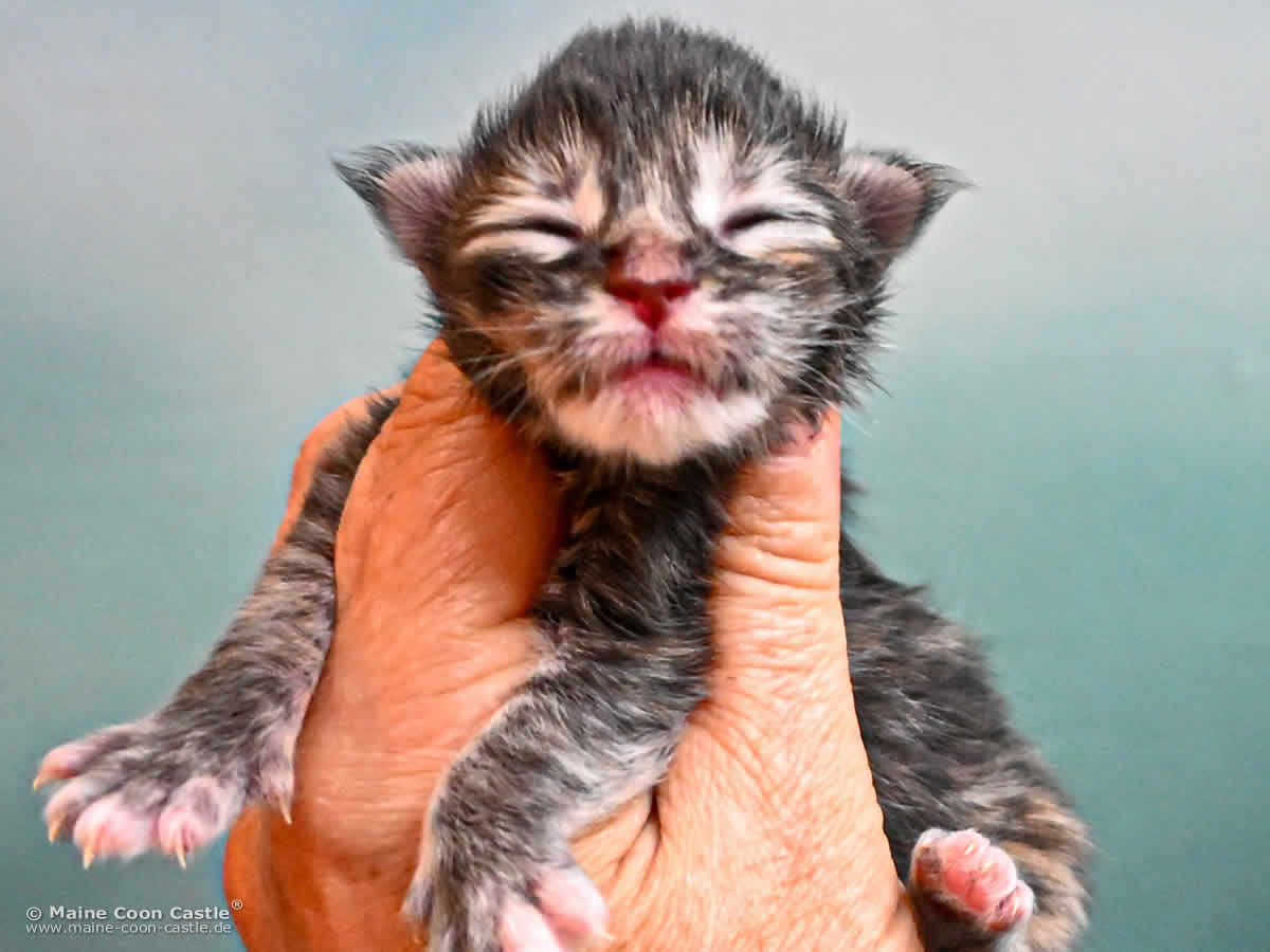 Maine Coon Kitten K4 Kara 1 Tag alt Maine Coon Kitten K4 Kara 1 Tag alt