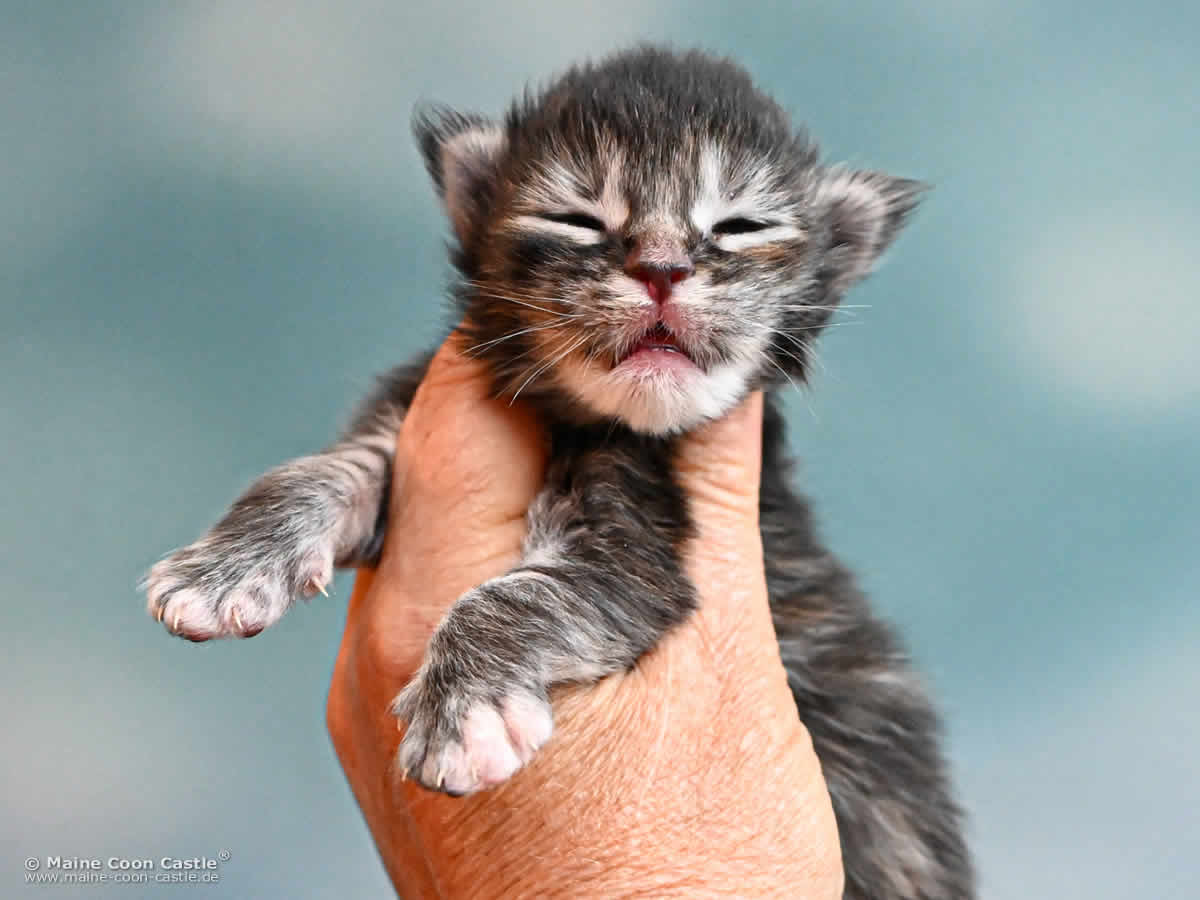 Maine Coon Kitten K4 Kara 1 Woche alt Maine Coon Kitten K4 Kara 1 Woche alt