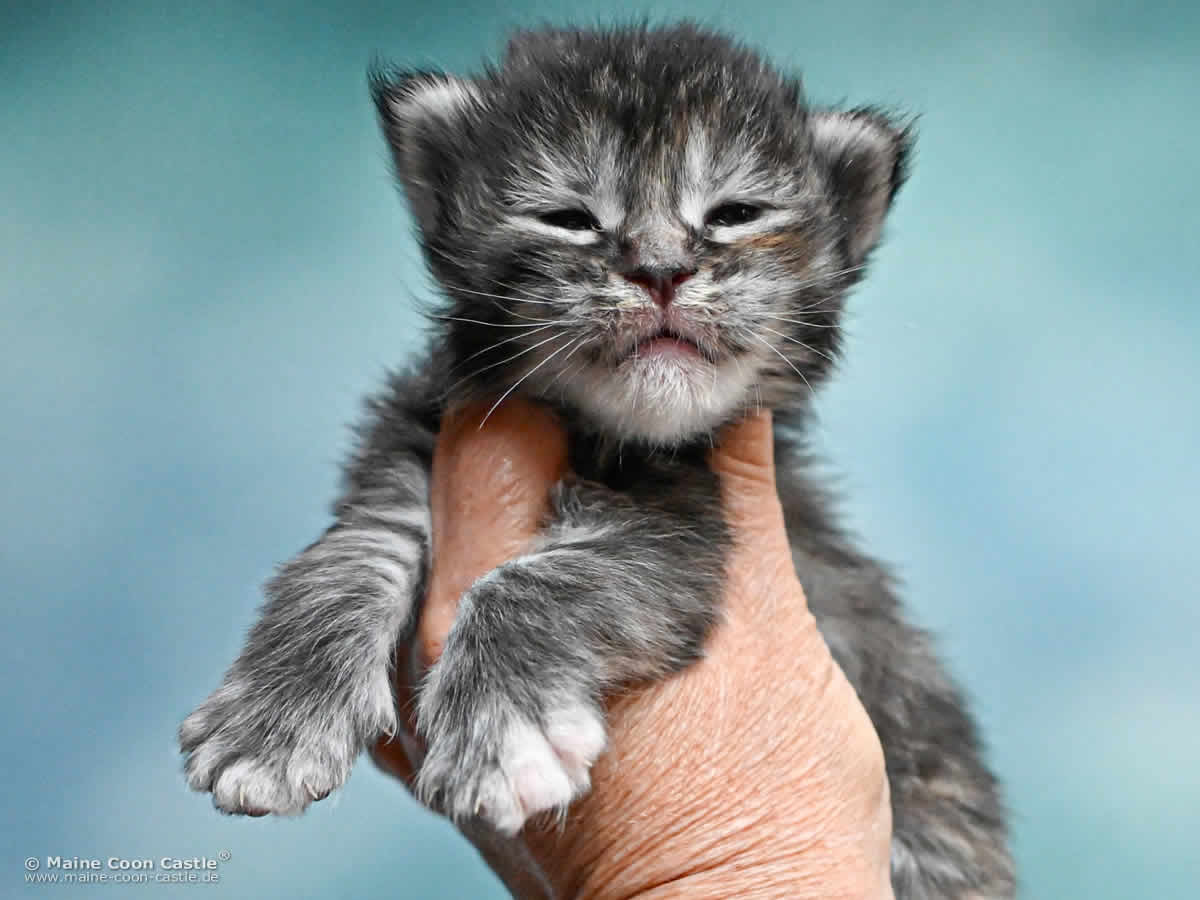 Maine Coon Kitten K4 Kara 2 Wochen alt Maine Coon Kitten K4 Kara 2 Wochen alt
