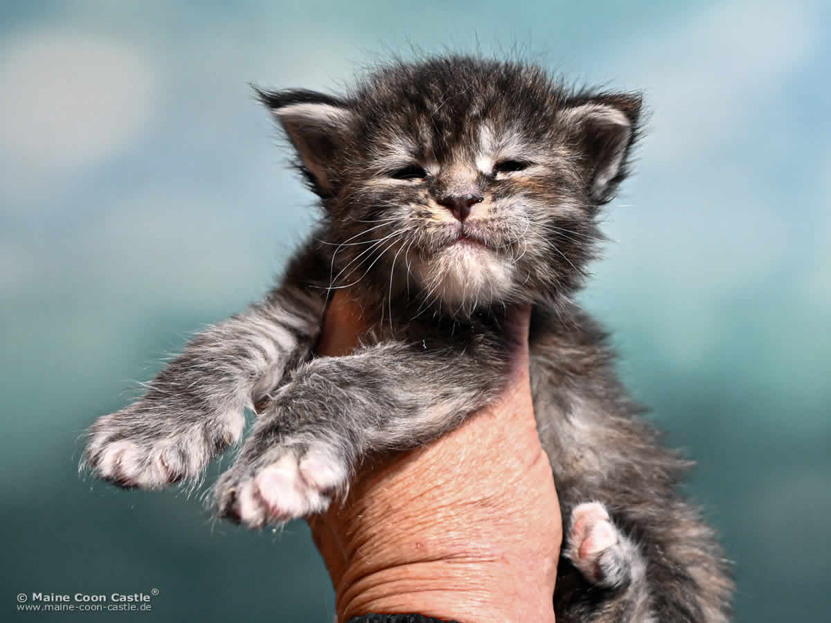 Maine Coon Kitten K4 Kara 3 Wochen alt Maine Coon Kitten K4 Kara 3 Wochen alt