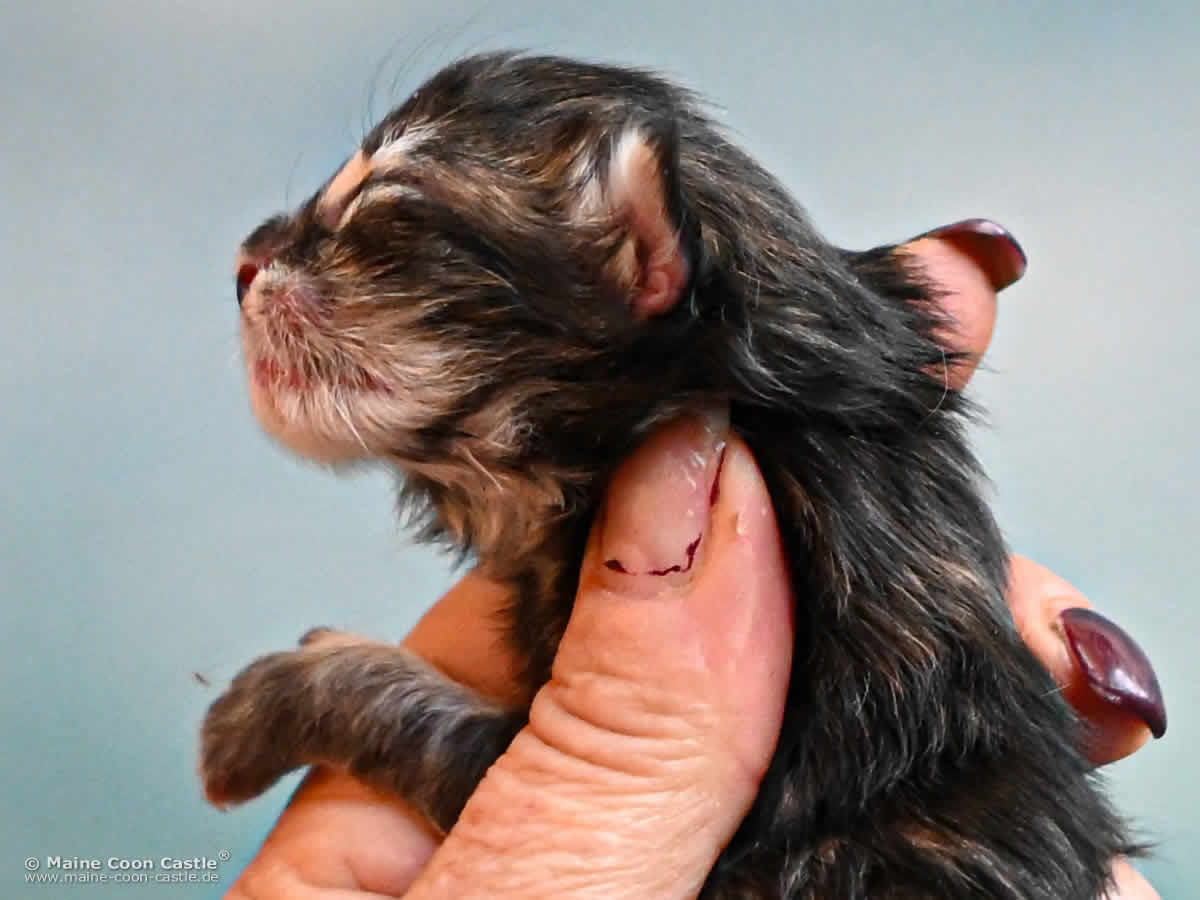 K4 Kaya 1 Tag alt Maine Coon Kitten K4 Kaya 1 Tag alt