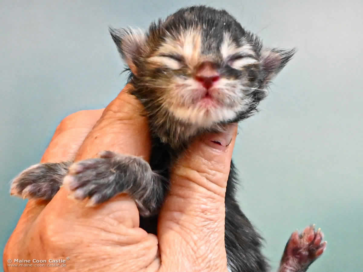 Maine Coon Kitten K4 Kaya 1 Tag alt Maine Coon Kitten K4 Kaya 1 Tag alt
