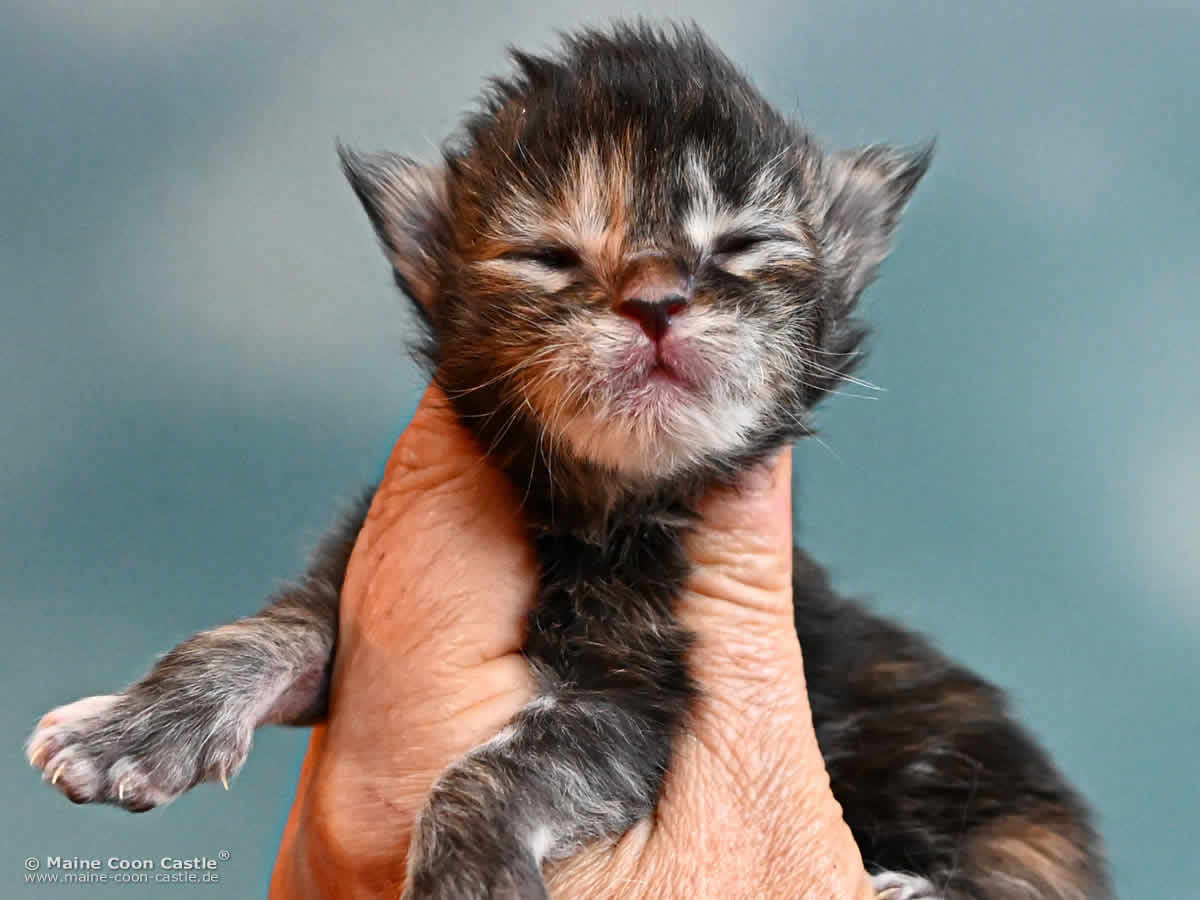 Maine Coon Kitten K4 Kaya 1 Woche alt Maine Coon Kitten K4 Kaya 1 Woche alt