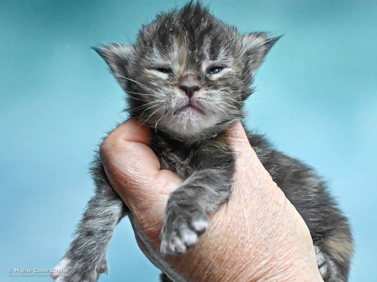 Maine Coon Kitten K4 Kaya 2 Wochen alt Maine Coon Kitten K4 Kaya 2 Wochen alt