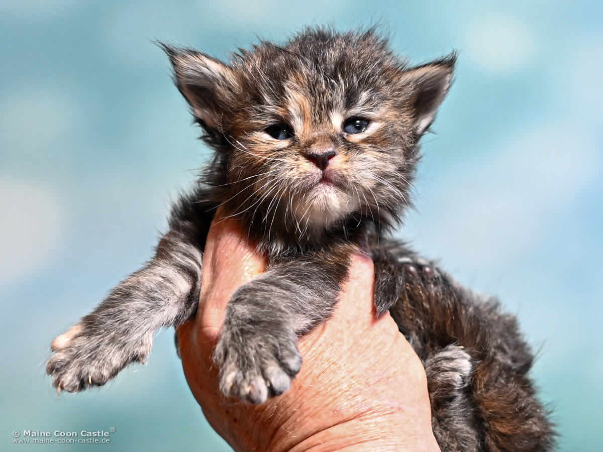 Maine Coon Kitten K4 Kaya 3 Wochen alt Maine Coon Kitten K4 Kaya 3 Wochen alt