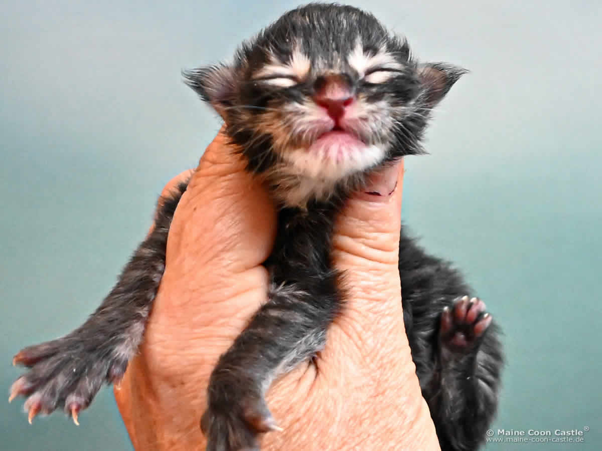 Maine Coon Kitten K4 Keegan 1 Tag alt Maine Coon Kitten K4 Keegan 1 Tag alt