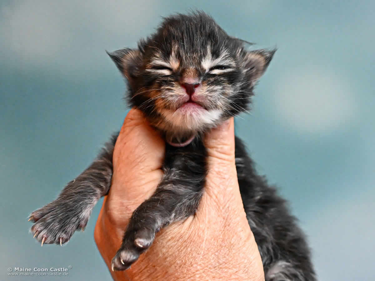 Maine Coon Kitten K4 Keegan 1 Woche alt Maine Coon Kitten K4 Keegan 1 Woche alt