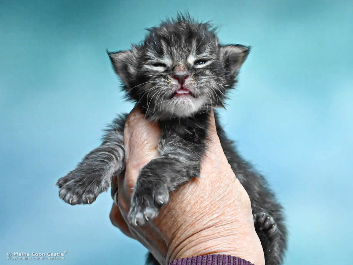 Maine Coon Kitten K4 Keegan 2 Wochen alt Maine Coon Kitten K4 Keegan 2 Wochen alt
