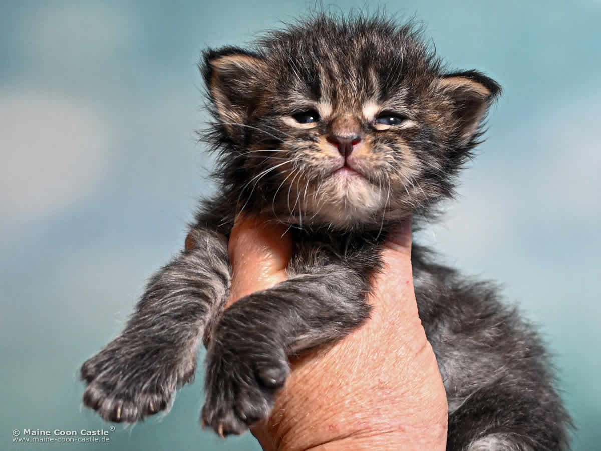 Maine Coon Kitten K4 Keegan 3 Wochen alt Maine Coon Kitten K4 Keegan 3 Wochen alt