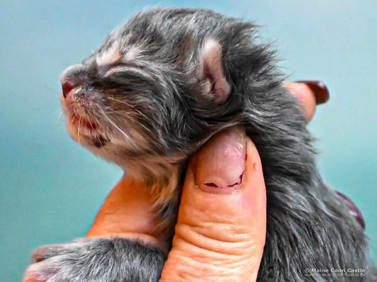K4 Keely 1 Tag alt Maine Coon Kitten K4 Keely 1 Tag alt