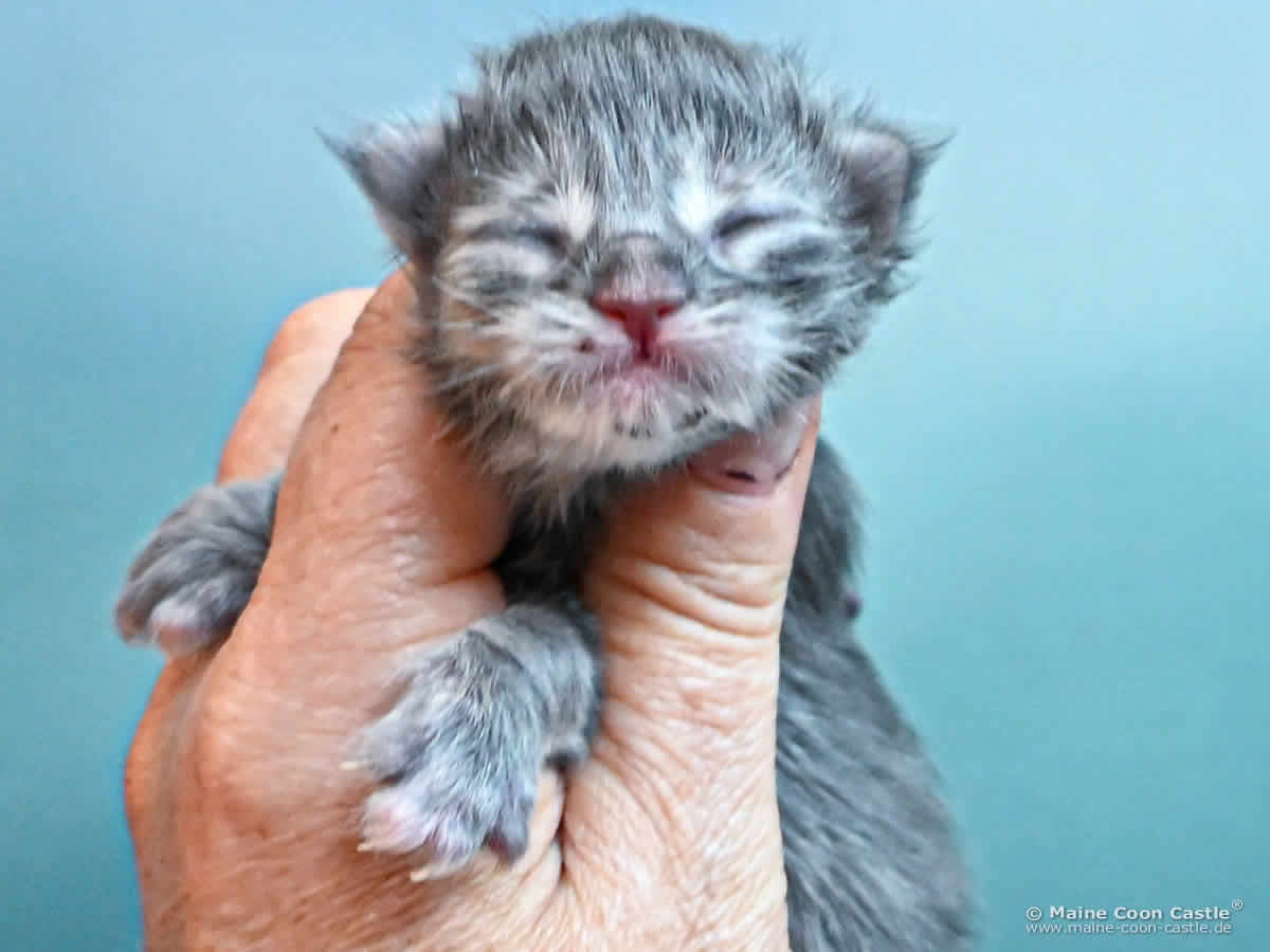 Maine Coon Kitten K4 Keely 1 Tag alt Maine Coon Kitten K4 Keely 1 Tag alt