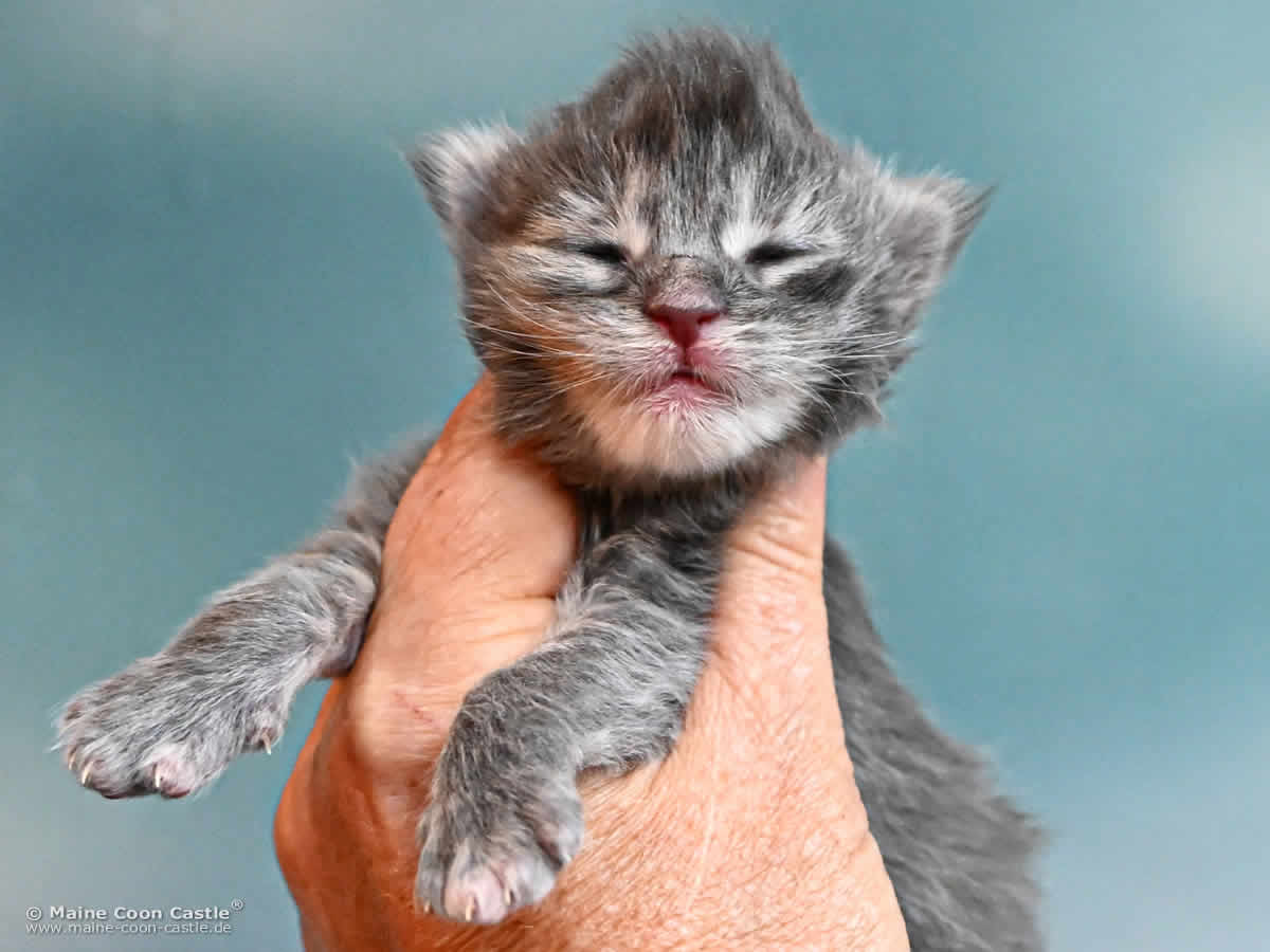 Maine Coon Kitten K4 Keely 1 Woche alt Maine Coon Kitten K4 Keely 1 Woche alt