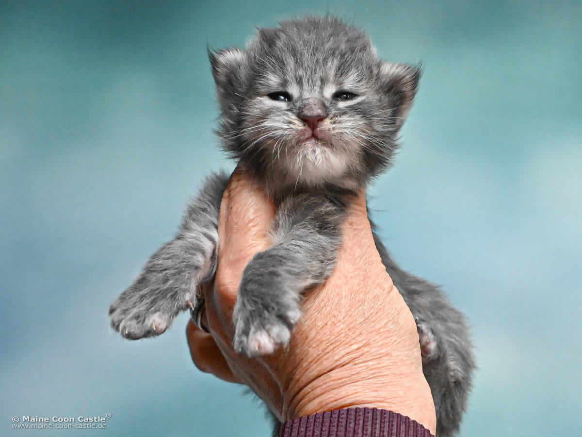 Maine Coon Kitten K4 Keely 2 Wochen alt Maine Coon Kitten K4 Keely 2 Wochen alt