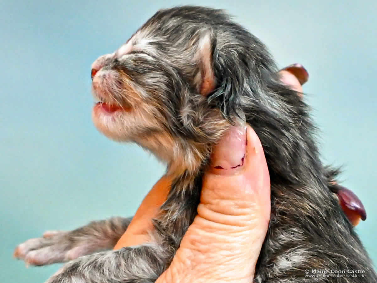 K4 Kimber 1 Tag alt Maine Coon Kitten K4 Kimber 1 Tag alt