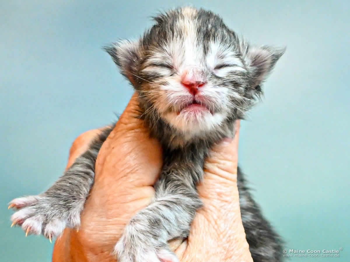 Maine Coon Kitten K4 Kimber 1 Tag alt Maine Coon Kitten K4 Kimber 1 Tag alt