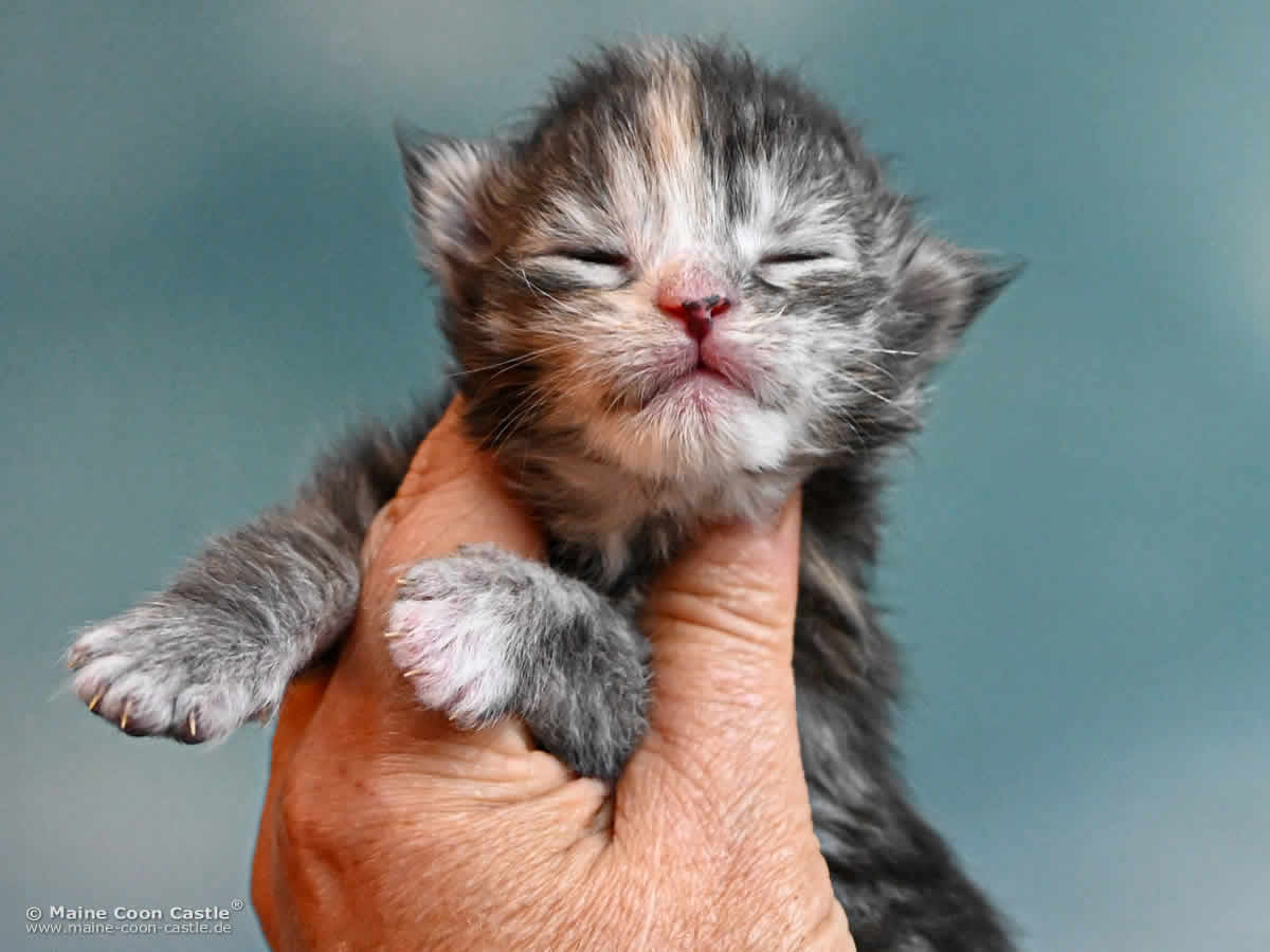 Maine Coon Kitten K4 Kimber 1 Woche alt Maine Coon Kitten K4 Kimber 1 Woche alt