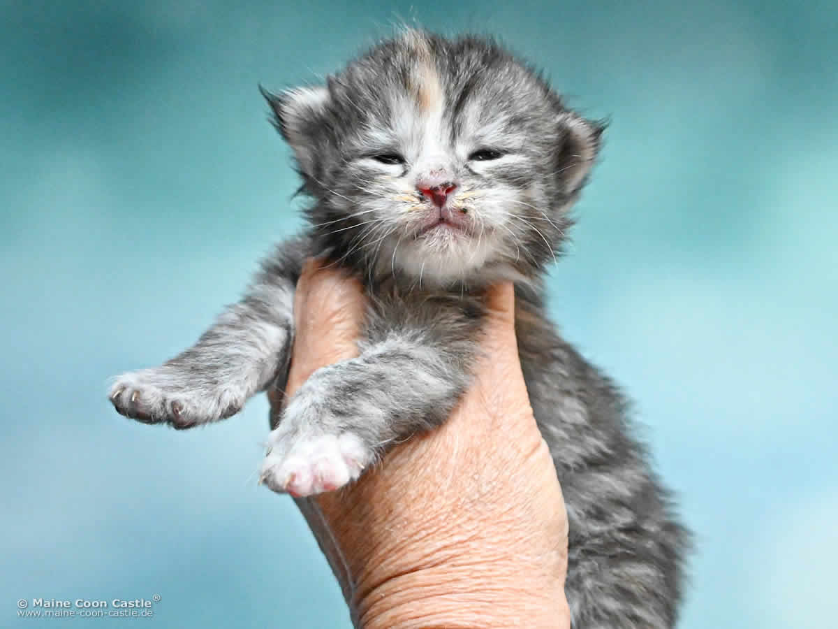 Maine Coon Kitten K4 Kimber 2 Wochen alt Maine Coon Kitten K4 Kimber 2 Wochen alt