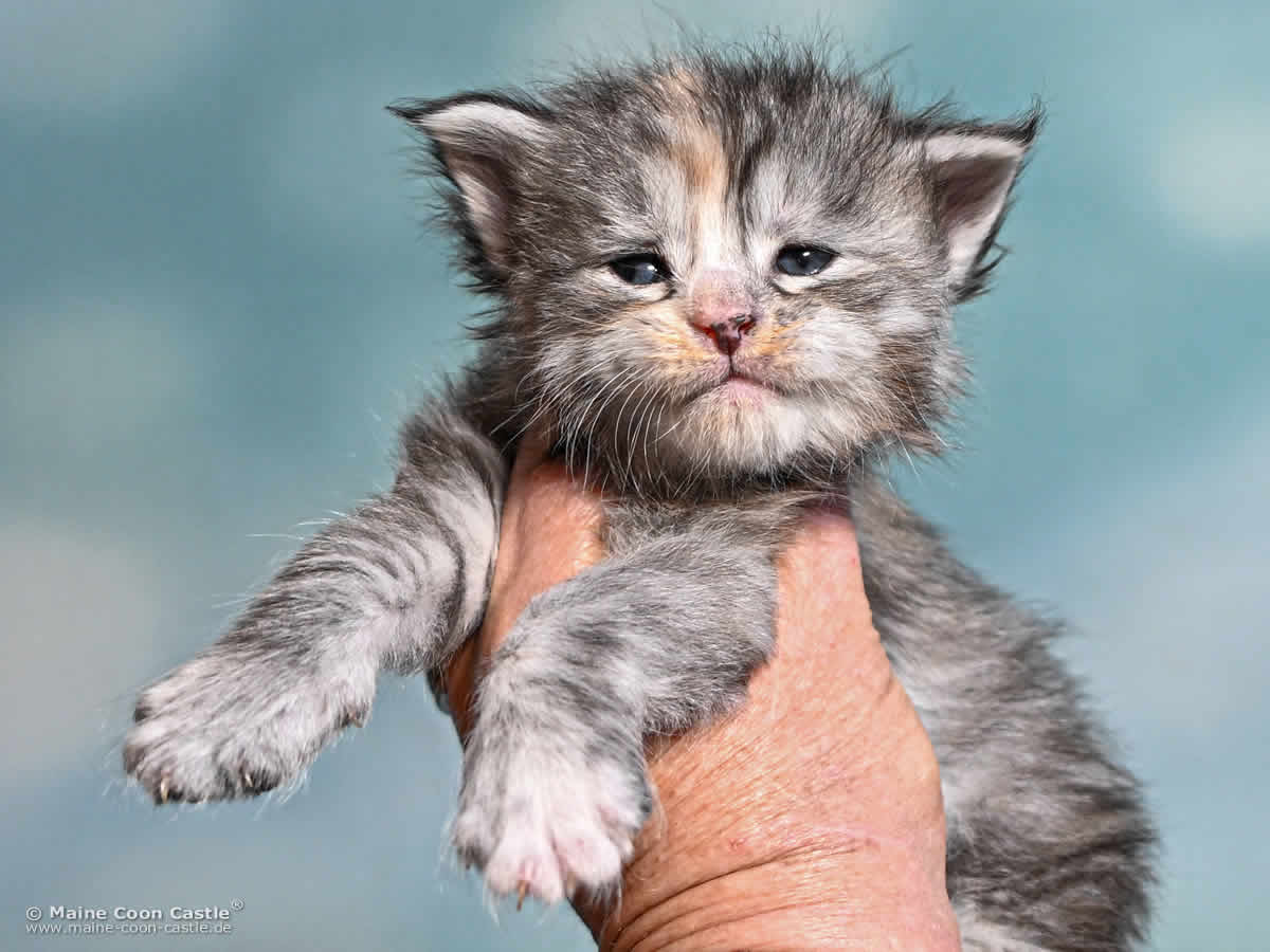 Maine Coon Kitten K4 Kimber 3 Wochen alt Maine Coon Kitten K4 Kimber 3 Wochen alt