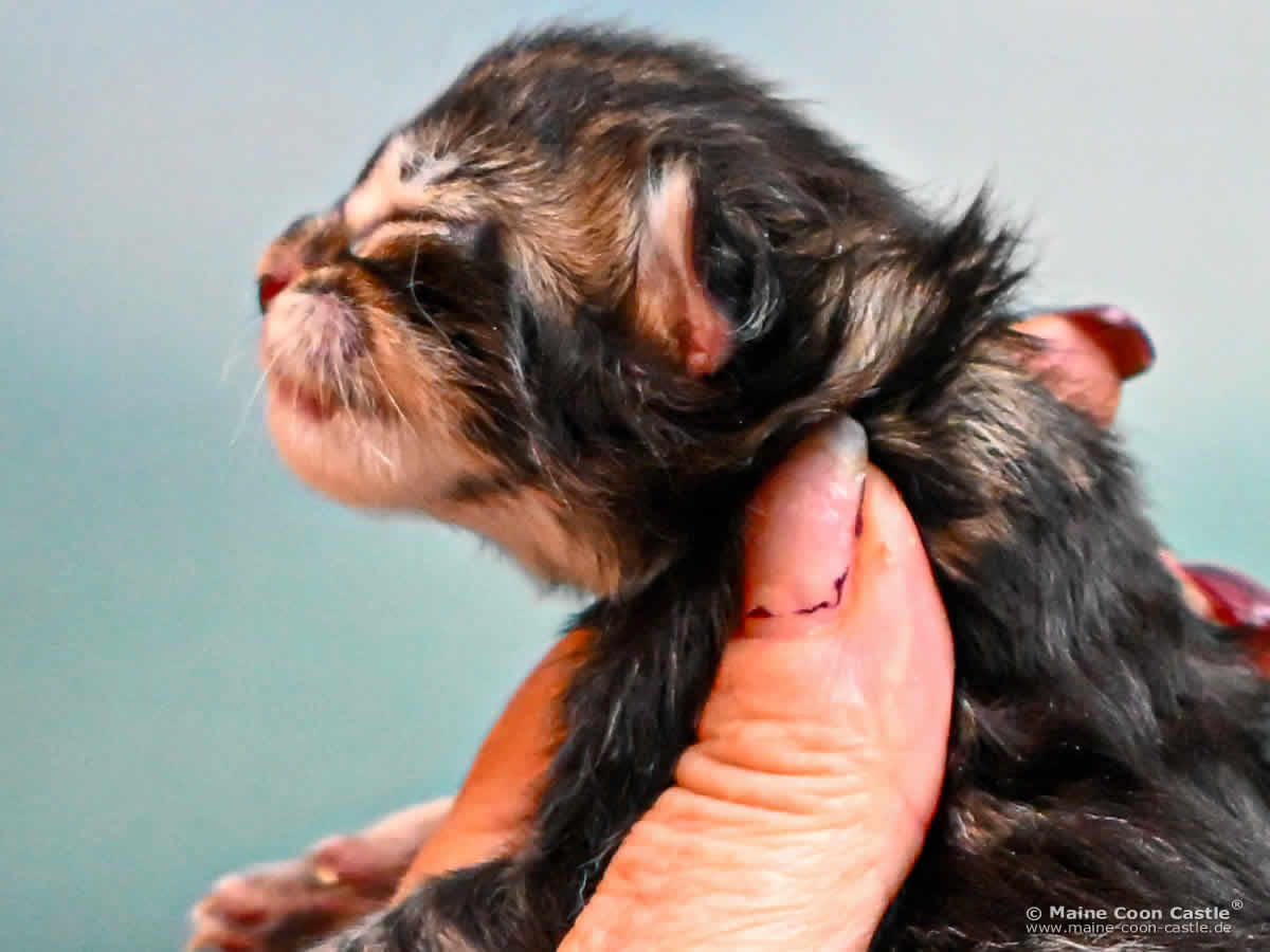 K4 Kingston 1 Tag alt Maine Coon Kitten K4 Kingston 1 Tag alt