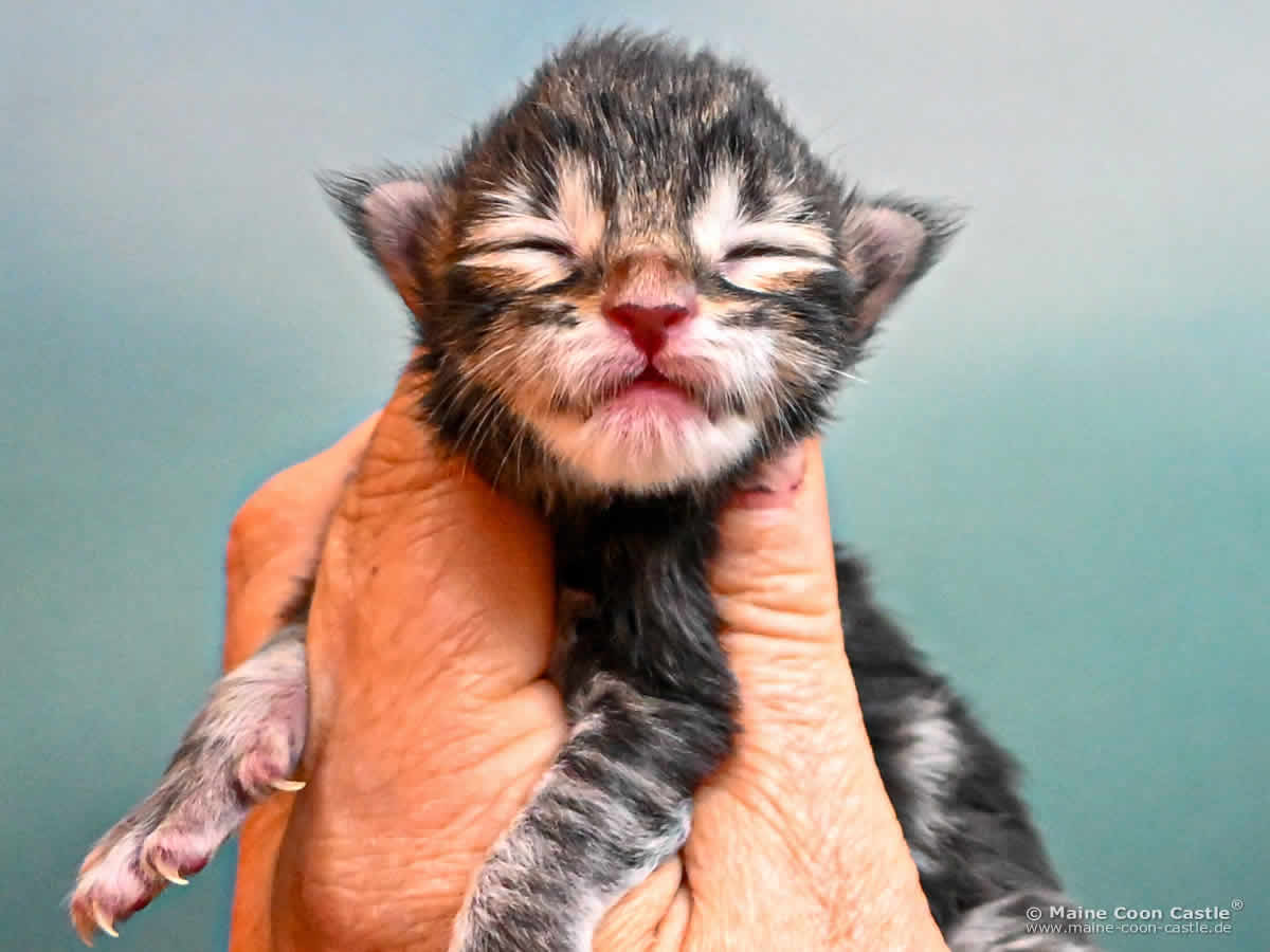 Maine Coon Kitten K4 Kingston 1 Tag alt Maine Coon Kitten K4 Kingston 1 Tag alt