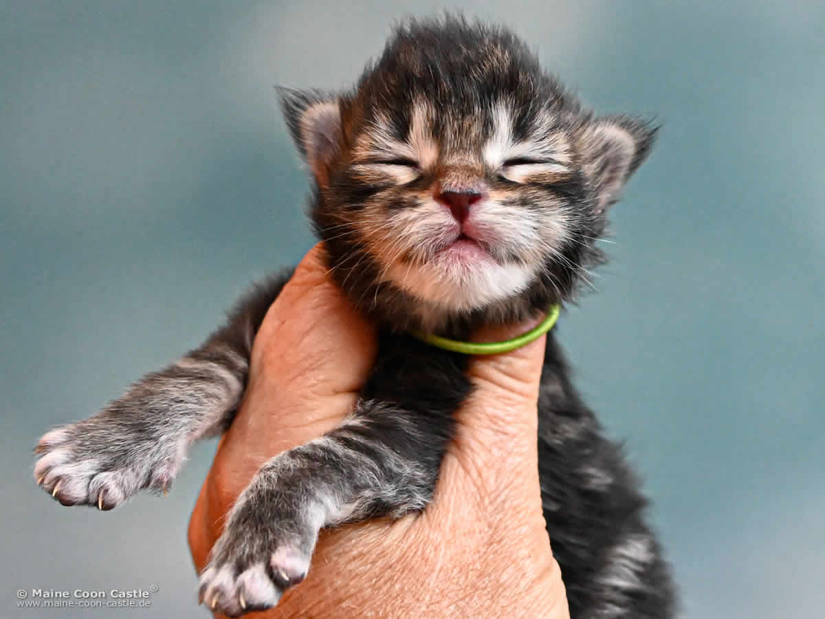 Maine Coon Kitten K4 Kingston 1 Woche alt Maine Coon Kitten K4 Kingston 1 Woche alt