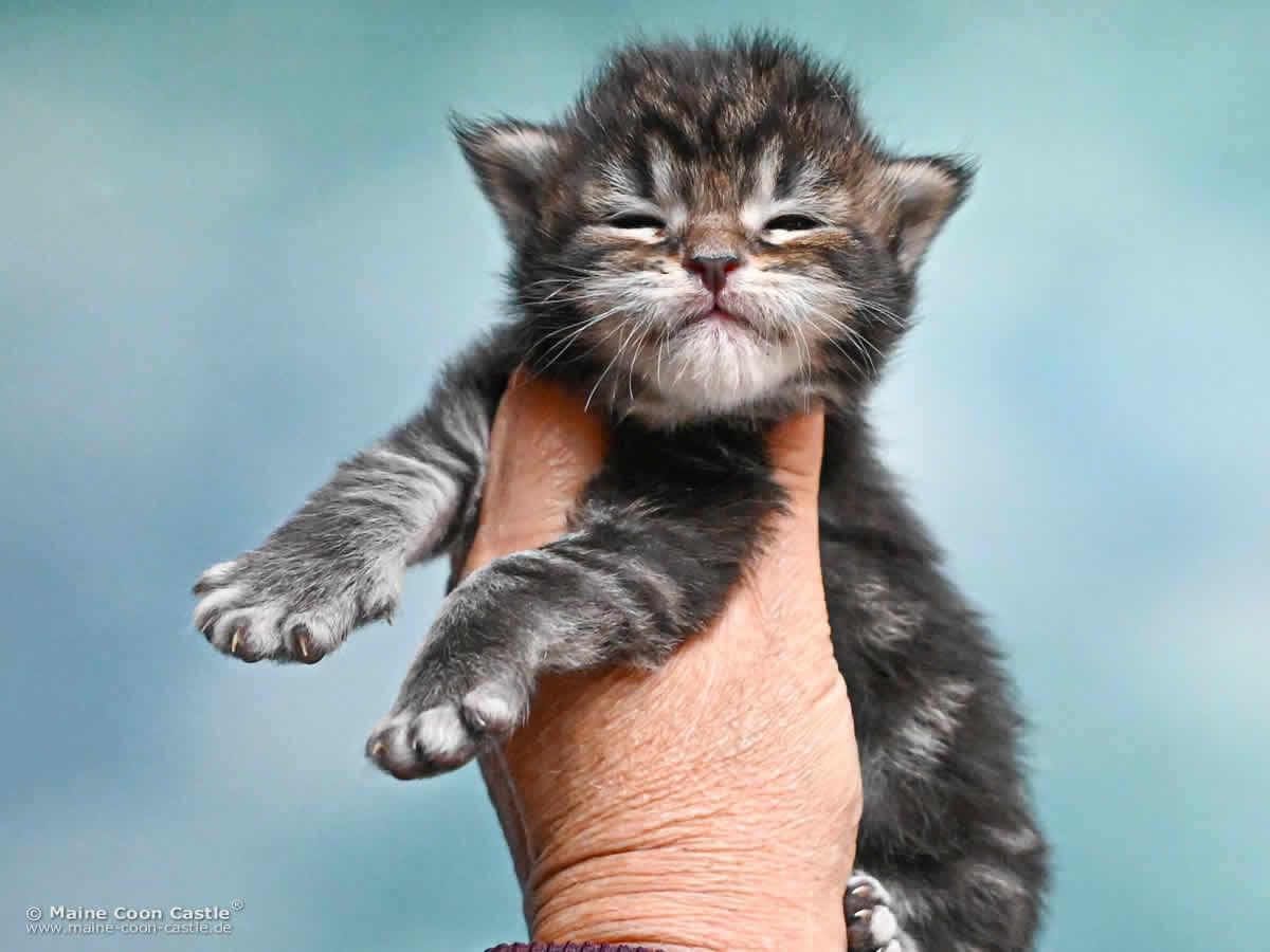 Maine Coon Kitten K4 Kingston 2 Wochen alt Maine Coon Kitten K4 Kingston 2 Wochen alt