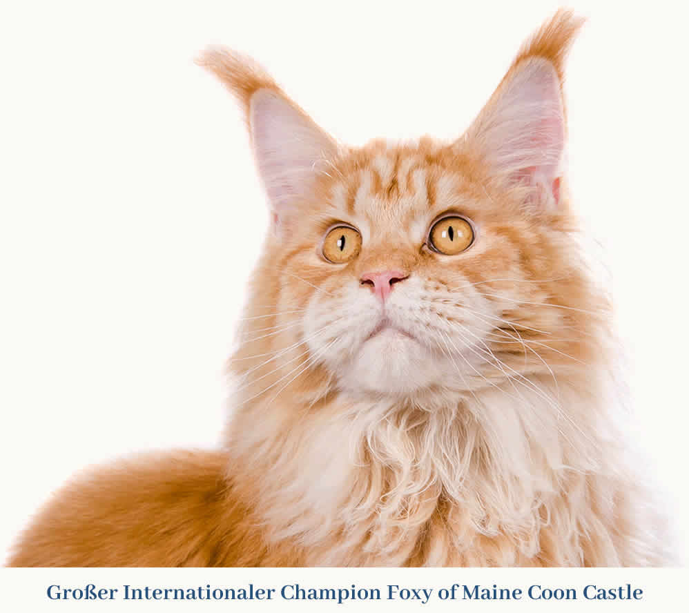 Maine Coon Kater Foxy of Maine Coon Castle