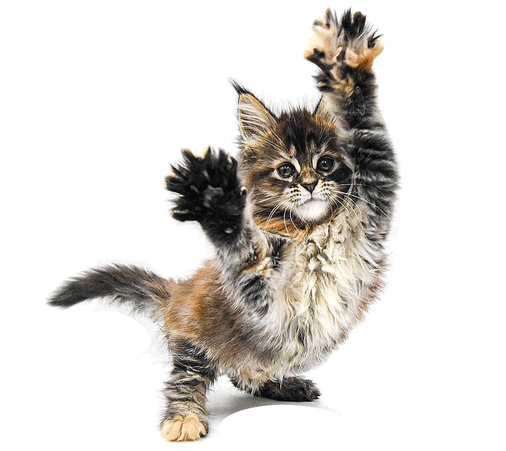 Maine Coon Kitten kaufen