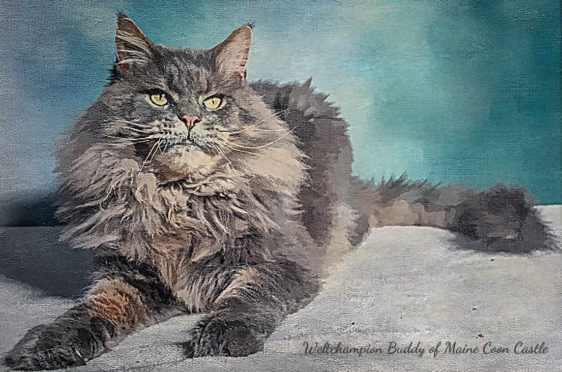 Maine Coon Kater Weltchampion Buddy of Maine Coon Castle