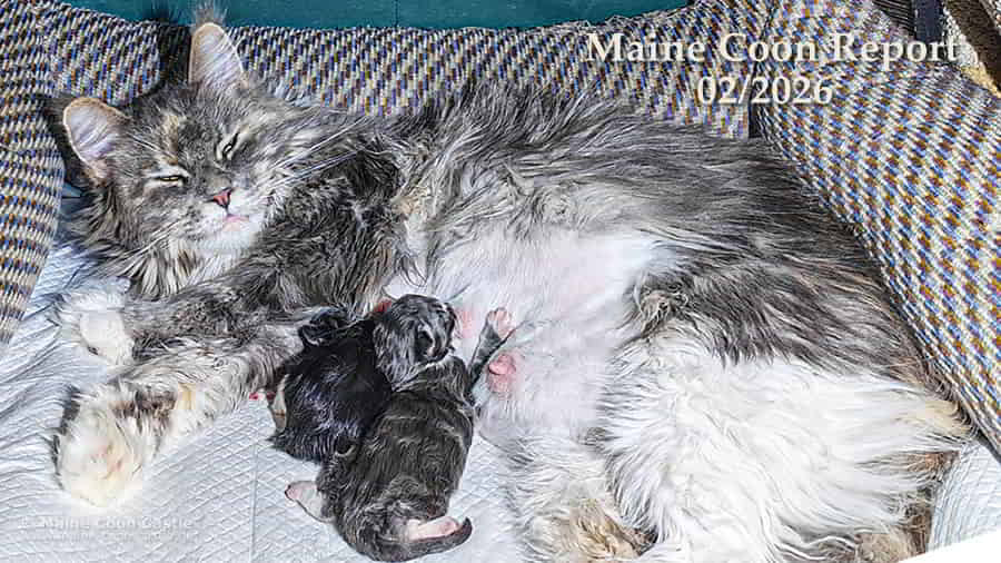 Maine Coon Report 02/2026 im Maine Coon Blog