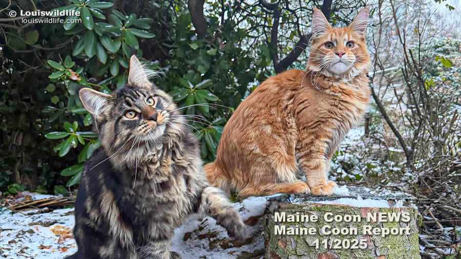 Maine Coon Blog - Maine Coon Report 11/2025