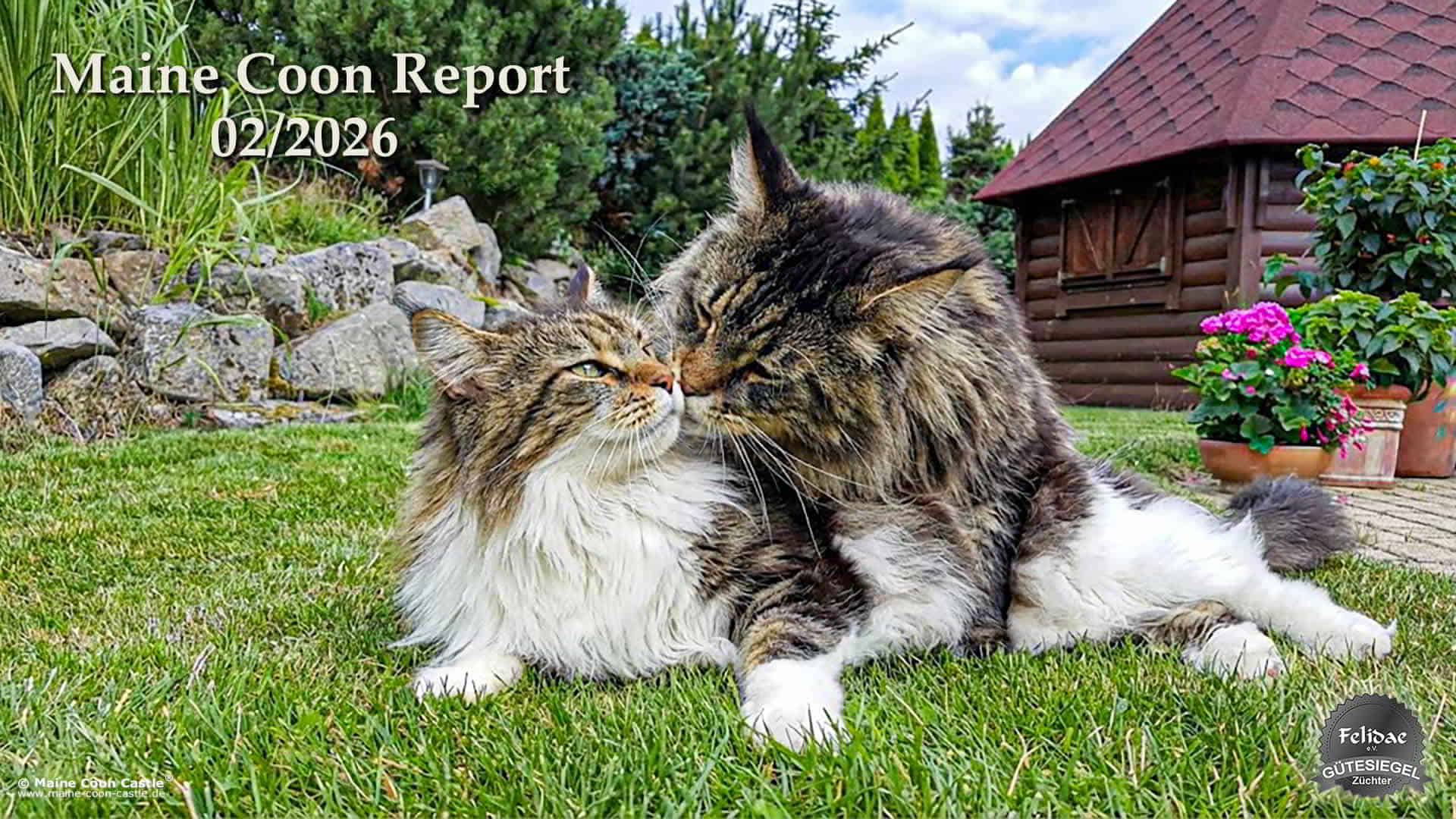 Maine Coon Report 02/2026 Maine Coon Report 02/2026