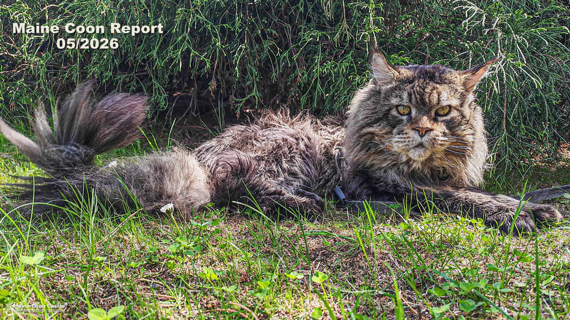 Maine Coon Report 05/2026 Maine Coon Report 05/2026