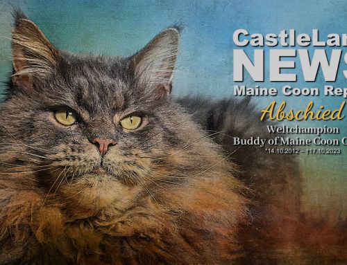 Maine Coon Report 10/2023