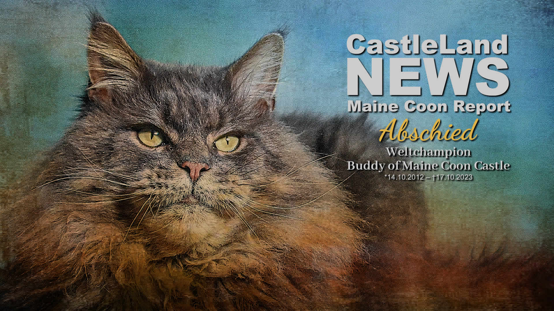 Maine Coon Report - Abschied Buddy of Maine Coon Castle im Katzenblog
