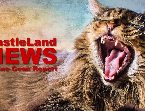 Maine Coon Report 07/2023