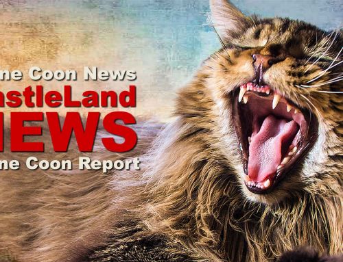 Maine Coon Report 09/2023