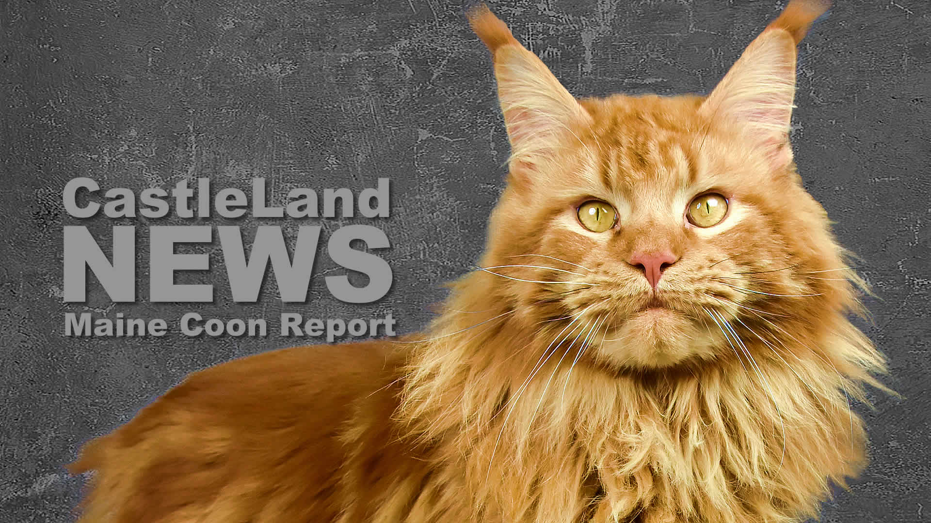 Maine Coon Report - In Erinnerung an Zeus of Maine Coon Castle