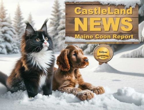 Maine Coon Report 01/2024